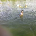 ���� �����, ��������, 43 ���� - ��������� 15 ���� 2012 � ������ ���� ����������
