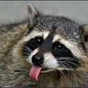 ���� ������, ����, 51 ��� - ��������� 5 ������� 2009 � ������ ��� ����� �������� ������