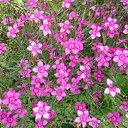 ���� ����@, ��������, 62 ���� - ��������� 21 ���� 2010 � ������ ��������� �������