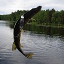 ���� ��������, ���������, 67 ��� - ��������� 15 �������� 2011