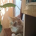���� �����, ��������, 41 ��� - ��������� 2 ������� 2012 � ������ ������ �����.�