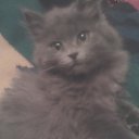 ���� �����, ������, 39 ��� - ��������� 31 ������ 2013