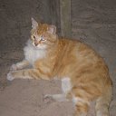 ������ �� ������� ���� ����������