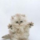 ���� ����, ������ ��������, 41 ��� - ��������� 12 ������� 2009 � ������ ������ ����