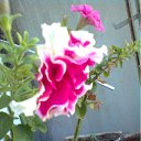 ���� ���������, �����������, 49 ��� - ��������� 5 �������� 2011 � ������ ������)))�