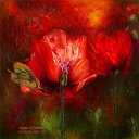  ~~,  -  4  2010   Carol Cavalaris,      .