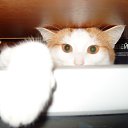 ���� ���������, �������, 42 ���� - ��������� 18 ������ 2012 � ������ �������