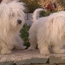 ���� Giorgosk92, �����, 60 ��� - ��������� 12 ����� 2013 � ������ �ira artemis Tom�