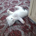 ���� ��������, ������, 61 ��� - ��������� 8 ����� 2010 � ������ ������ �� �������