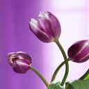 ���� Smile, ������, 55 ��� - ��������� 20 ������ 2010 � ������ ���� ����� � ������