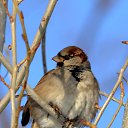 � �������� ����� �� ������� ���� ����������