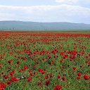 ���� Shalva, �������, 35 ��� - ��������� 28 ��� 2012