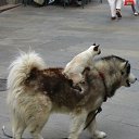 ���� ������, �����-��������� - ��������� 25 ���� 2013 � ������ ������� �������