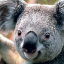 ���� �������, ������, 50 ��� - ��������� 21 ��� 2011