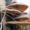 �������� �� ������� ��������