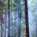 ���� Svann, ���������, 71 ��� - ��������� 17 ���� 2013 � ������ ��������� 2013�