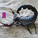 ���� Alibala, ����, 52 ���� - ��������� 2 ������ 2011