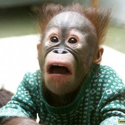 ���� ������, �����, 37 ��� - ��������� 5 ������ 2011