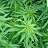 ���� �����, �������� - ��������� 2 ������� 2012