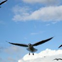 ���� Alex, �����������, 35 ��� - ��������� 9 ������� 2012