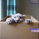 �������, � ���������� �� ������� ���� ������� ������� � ����)�