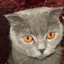 ���� �������))), ������, 41 ��� - ��������� 26 ��� 2011 � ������ �)�