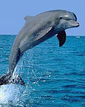 ���� ����, ����-�����������, 44 ���� - ��������� 28 ������ 2011