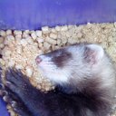 ���� ������� Sony, ������, 41 ��� - ��������� 6 ������ 2010 � ������ ��������