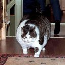 ���� �����, �����, 52 ���� - ��������� 12 ������ 2010 � ������ ���������