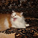 ���, ����, ����� - ��� ��� ���������! � ����� ��� �����, ����� �� �������� �������... �� ������� ����� ��� ������������