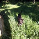 ���� ���, ������ - ��������� 2 ������ 2009 � ������ �In Memory of Nos, The Dog (R.I.P)�