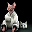 ���� �������, ������, 54 ���� - ��������� 26 ����� 2012 � ������ ���� ����������