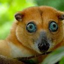 ���� Red, ������� - ��������� 16 ������ 2011 � ������ ���������������� :)�