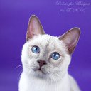 ���� Len7315, ����, 43 ���� - ��������� 16 ����� 2010 � ������ ������ �����