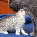  Olik, , 37  -  15  2010   