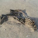 opus �20 �� ������� �������� � �����-�����, ������ �� �������!�