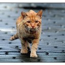 ���� ��������, ������, 32 ���� - ��������� 4 ������� 2012 � ������ �������