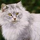 ���� �����, �������, 40 ��� - ��������� 26 ���� 2013 � ������ ������ � ������