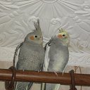 ���� ����, �������, 40 ��� - ��������� 3 ������� 2012 � ������ �������