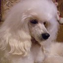 ���� �����, �������, 68 ��� - ��������� 16 ���� 2013 � ������ ���� ����������