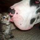  ,  -  3  2010    ,, ۻ