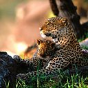 ���� ���������, ������, 56 ��� - ��������� 21 ������� 2012 � ������ ������