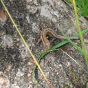 ���� �����, �������, 42 ���� - ��������� 17 �������� 2011 � ������ �������