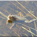   (Paolo Genua),  -  29  2009    