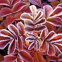 ���� ���, �����-��������� - ��������� 15 ����� 2010