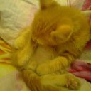 ���� ������-������� ��� ���� �����, ��������, 85 ��� - ��������� 13 ������ 2009 � ������ ���� ����