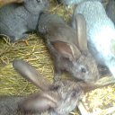  Masha, , 43  -  22  2012    