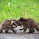 ���� ������, ����, 51 ��� - ��������� 5 ������� 2009 � ������ ��� ����� �������� ������