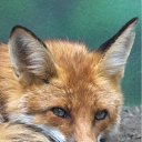 ���� Fox, �����������, 44 ���� - ��������� 21 ���� 2010 � ������ ������������