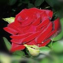 ���� ������, ������, 55 ��� - ��������� 9 ������ 2012 � ������ �������